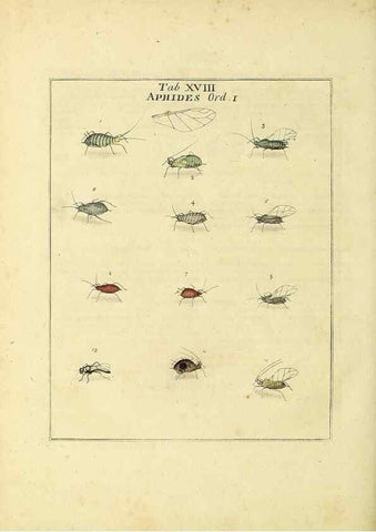 Reproducción/Reproduction 35537078084: Exposition des insectes que se trouvent en Angleterre;. Londres,B. White et J. Edwards,1786.