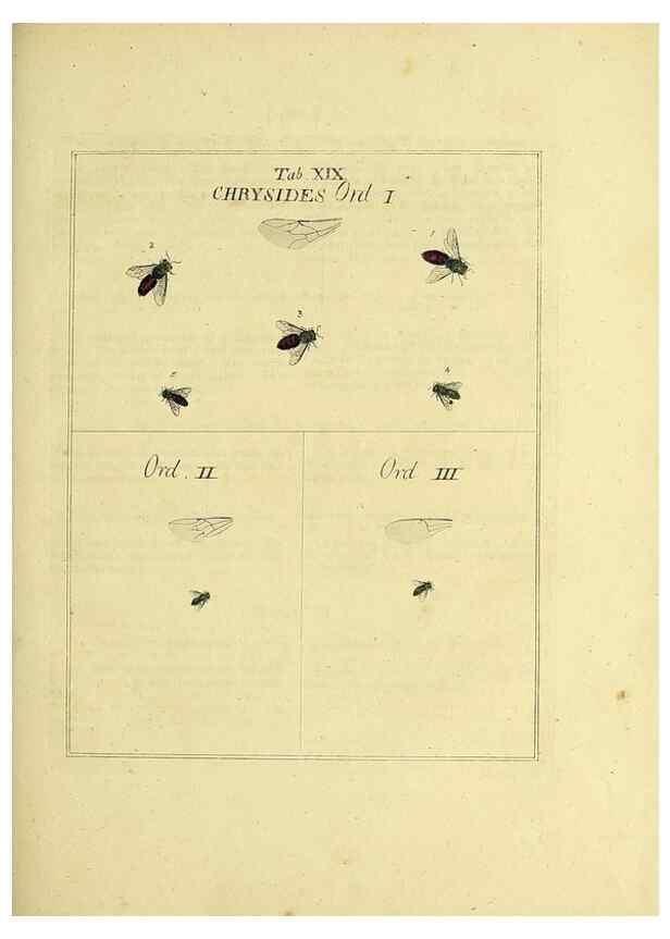 Reproducción/Reproduction 36236194951: Exposition des insectes que se trouvent en Angleterre;. Londres,B. White et J. Edwards,1786.