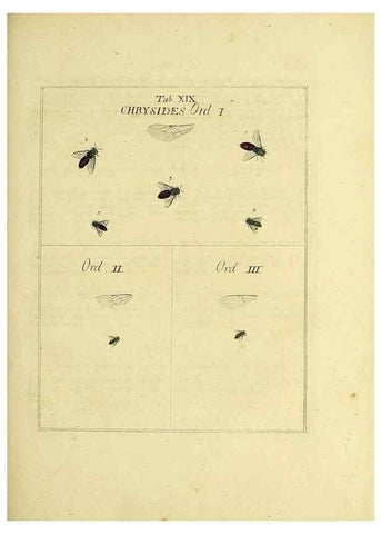 Reproducción/Reproduction 36236194951: Exposition des insectes que se trouvent en Angleterre;. Londres,B. White et J. Edwards,1786.