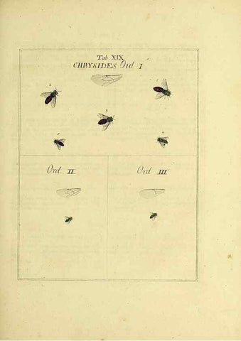 Reproducción/Reproduction 36236194951: Exposition des insectes que se trouvent en Angleterre;. Londres,B. White et J. Edwards,1786.