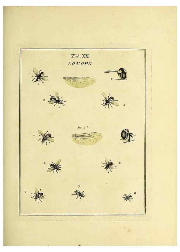 Reproducción/Reproduction 36236197681: Exposition des insectes que se trouvent en Angleterre;. Londres,B. White et J. Edwards,1786.