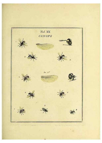 Reproducción/Reproduction 36236197681: Exposition des insectes que se trouvent en Angleterre;. Londres,B. White et J. Edwards,1786.