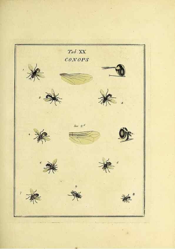 Reproducción/Reproduction 36236197681: Exposition des insectes que se trouvent en Angleterre;. Londres,B. White et J. Edwards,1786.
