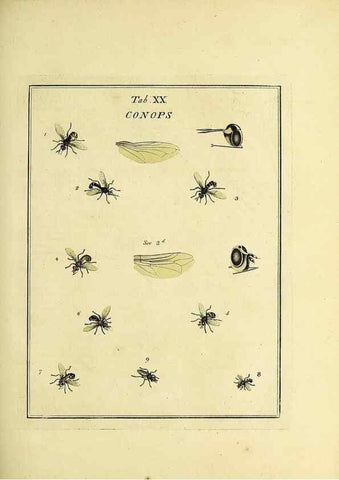 Reproducción/Reproduction 36236197681: Exposition des insectes que se trouvent en Angleterre;. Londres,B. White et J. Edwards,1786.