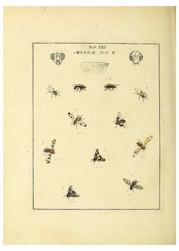 Reproducción/Reproduction 36236199731: Exposition des insectes que se trouvent en Angleterre;. Londres,B. White et J. Edwards,1786.