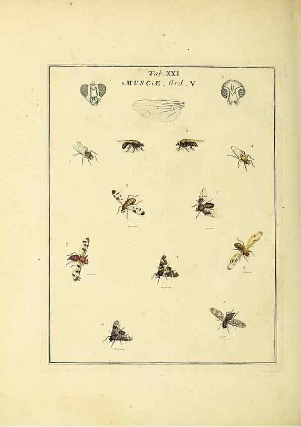 Reproducción/Reproduction 36236199731: Exposition des insectes que se trouvent en Angleterre;. Londres,B. White et J. Edwards,1786.