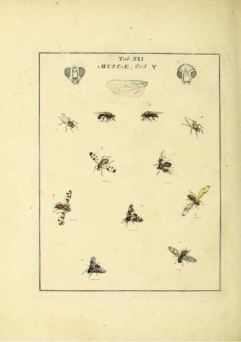 Reproducción/Reproduction 36236199731: Exposition des insectes que se trouvent en Angleterre;. Londres,B. White et J. Edwards,1786.