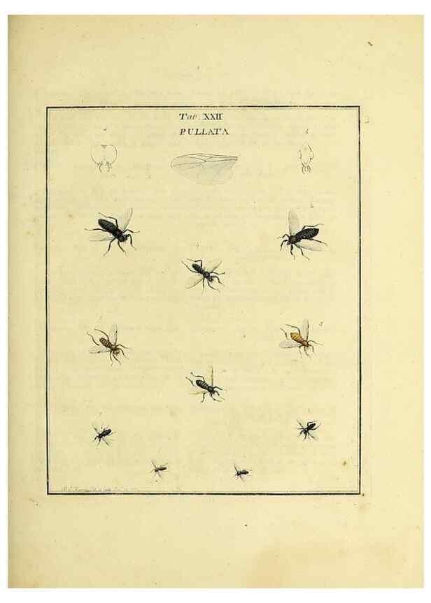 Reproducción/Reproduction 36236202031: Exposition des insectes que se trouvent en Angleterre;. Londres,B. White et J. Edwards,1786.