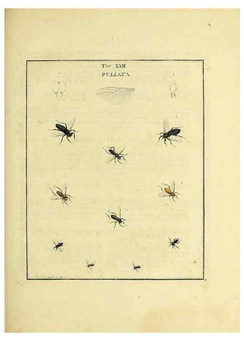 Reproducción/Reproduction 36236202031: Exposition des insectes que se trouvent en Angleterre;. Londres,B. White et J. Edwards,1786.