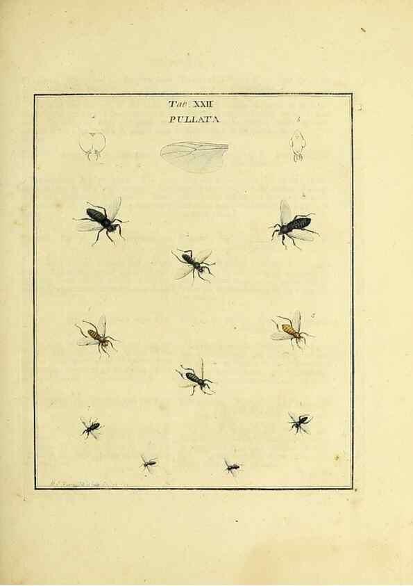 Reproducción/Reproduction 36236202031: Exposition des insectes que se trouvent en Angleterre;. Londres,B. White et J. Edwards,1786.