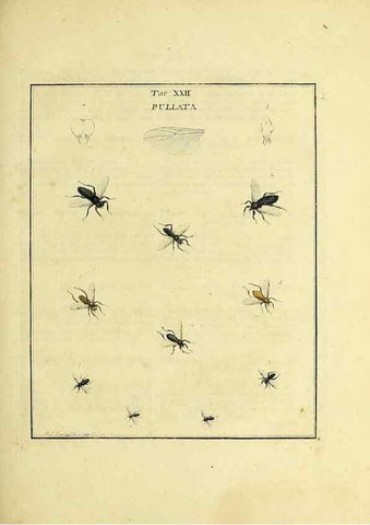 Reproducción/Reproduction 36236202031: Exposition des insectes que se trouvent en Angleterre;. Londres,B. White et J. Edwards,1786.