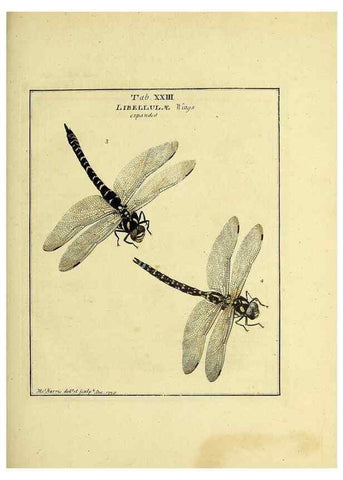 Reproducción/Reproduction 35537087424: Exposition des insectes que se trouvent en Angleterre;. Londres,B. White et J. Edwards,1786.