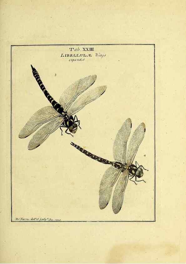 Reproducción/Reproduction 35537087424: Exposition des insectes que se trouvent en Angleterre;. Londres,B. White et J. Edwards,1786.
