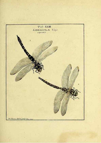 Reproducción/Reproduction 35537087424: Exposition des insectes que se trouvent en Angleterre;. Londres,B. White et J. Edwards,1786.