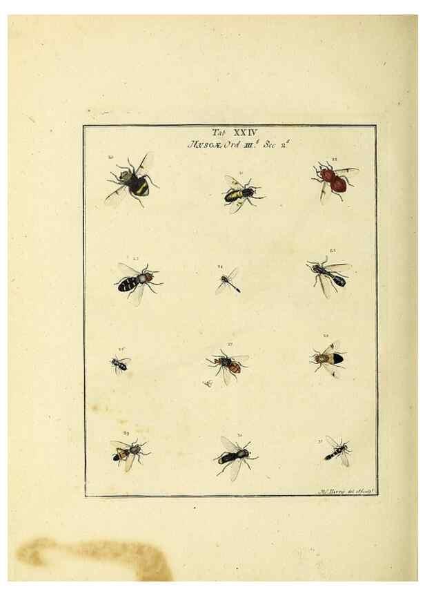 Reproducción/Reproduction 35537089304: Exposition des insectes que se trouvent en Angleterre;. Londres,B. White et J. Edwards,1786.