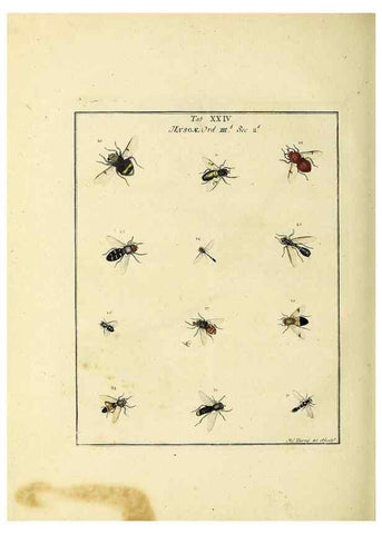 Reproducción/Reproduction 35537089304: Exposition des insectes que se trouvent en Angleterre;. Londres,B. White et J. Edwards,1786.