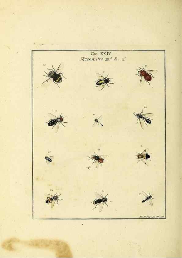 Reproducción/Reproduction 35537089304: Exposition des insectes que se trouvent en Angleterre;. Londres,B. White et J. Edwards,1786.