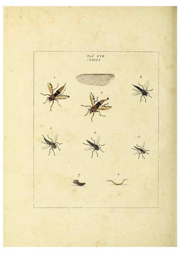 Reproducción/Reproduction 35537076714: Exposition des insectes que se trouvent en Angleterre;. Londres,B. White et J. Edwards,1786.
