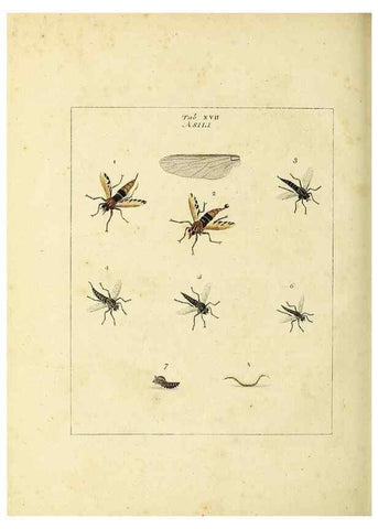 Reproducción/Reproduction 35537076714: Exposition des insectes que se trouvent en Angleterre;. Londres,B. White et J. Edwards,1786.