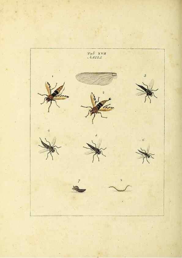 Reproducción/Reproduction 35537076714: Exposition des insectes que se trouvent en Angleterre;. Londres,B. White et J. Edwards,1786.