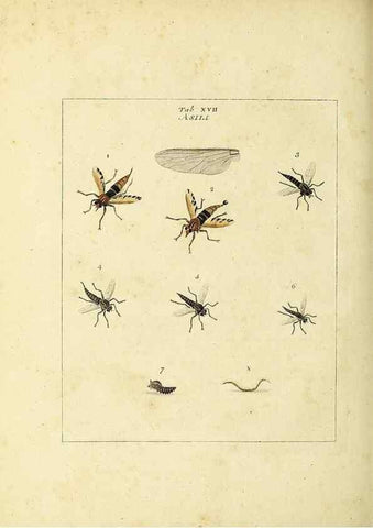 Reproducción/Reproduction 35537076714: Exposition des insectes que se trouvent en Angleterre;. Londres,B. White et J. Edwards,1786.