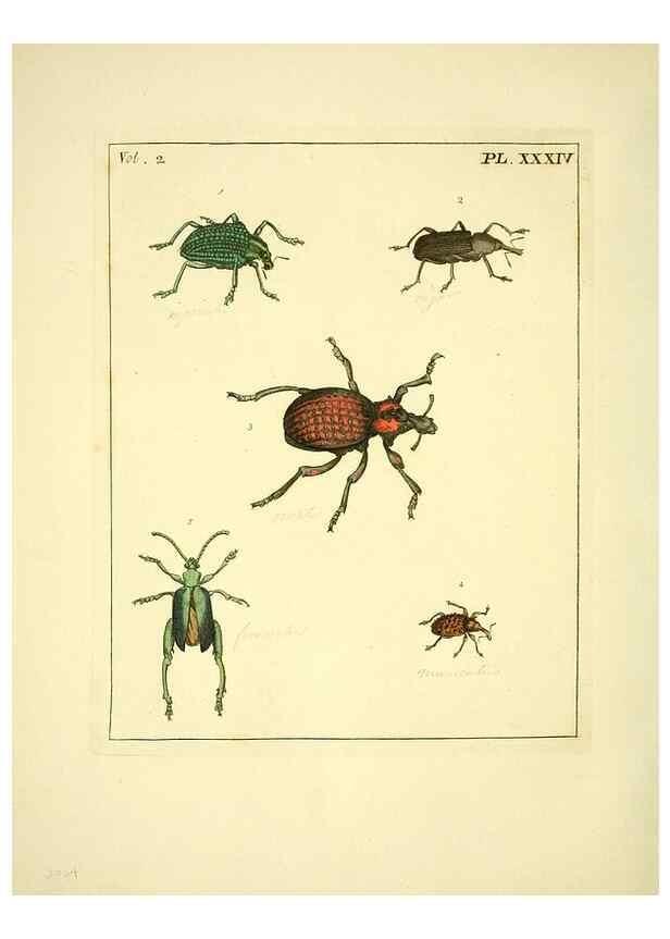 Reproducción/Reproduction 36204927252: Illustrations of natural history.. London,Printed for the author and sold by B. White,1770-82.