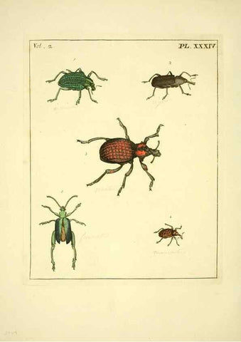 Reproducción/Reproduction 36204927252: Illustrations of natural history.. London,Printed for the author and sold by B. White,1770-82.