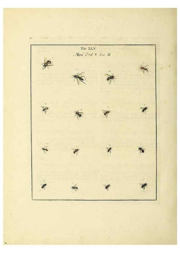 Reproducción/Reproduction 35564602353: Exposition des insectes que se trouvent en Angleterre;. Londres,B. White et J. Edwards,1786.
