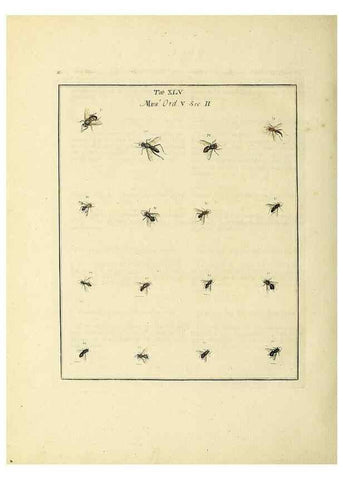 Reproducción/Reproduction 35564602353: Exposition des insectes que se trouvent en Angleterre;. Londres,B. White et J. Edwards,1786.