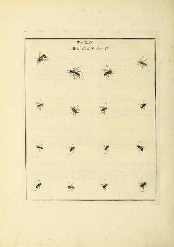 Reproducción/Reproduction 35564602353: Exposition des insectes que se trouvent en Angleterre;. Londres,B. White et J. Edwards,1786.