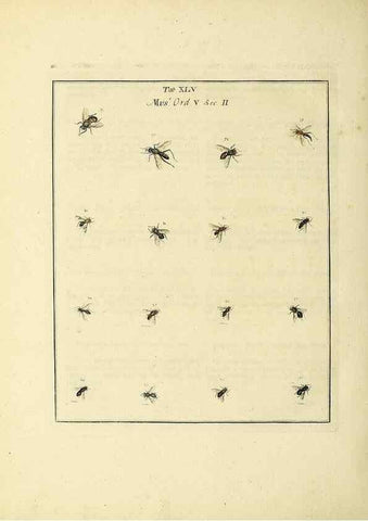 Reproducción/Reproduction 35564602353: Exposition des insectes que se trouvent en Angleterre;. Londres,B. White et J. Edwards,1786.