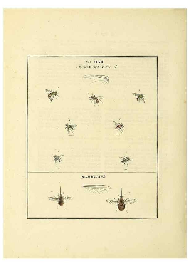 Reproducción/Reproduction 35564605363: Exposition des insectes que se trouvent en Angleterre;. Londres,B. White et J. Edwards,1786.
