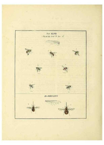 Reproducción/Reproduction 35564605363: Exposition des insectes que se trouvent en Angleterre;. Londres,B. White et J. Edwards,1786.