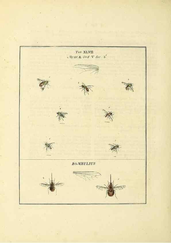 Reproducción/Reproduction 35564605363: Exposition des insectes que se trouvent en Angleterre;. Londres,B. White et J. Edwards,1786.