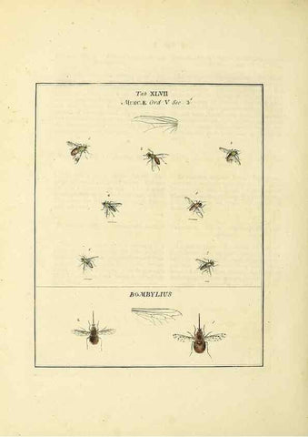 Reproducción/Reproduction 35564605363: Exposition des insectes que se trouvent en Angleterre;. Londres,B. White et J. Edwards,1786.