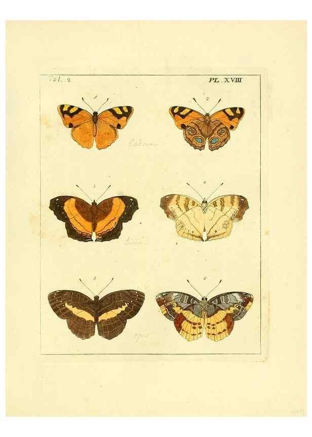 Reproducción/Reproduction 36204893002: Illustrations of natural history.. London,Printed for the author and sold by B. White,1770-82.