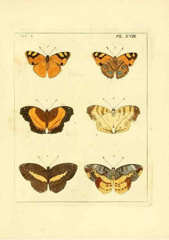 Reproducción/Reproduction 36204893002: Illustrations of natural history.. London,Printed for the author and sold by B. White,1770-82.