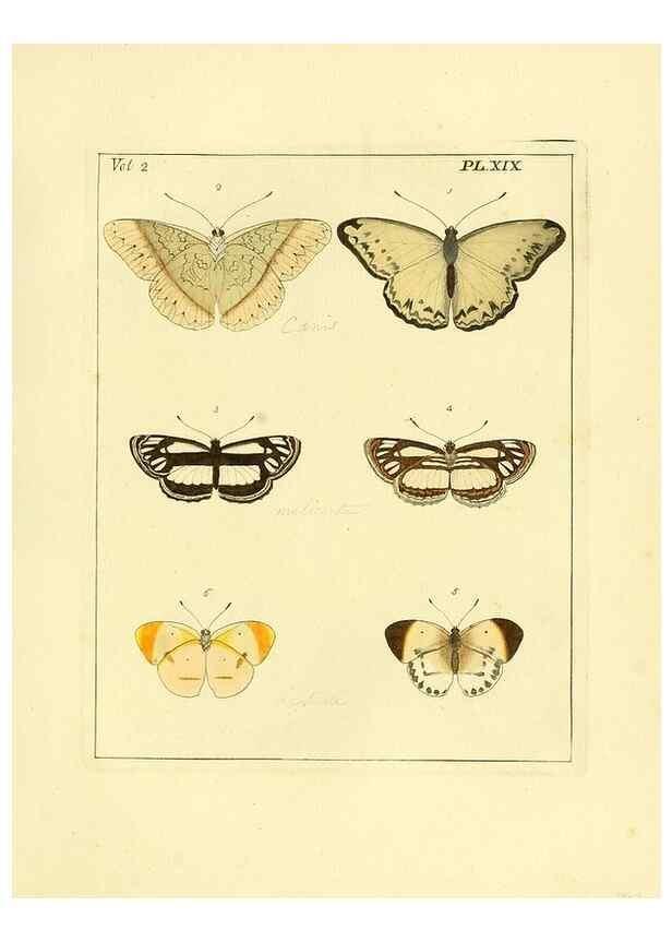 Reproducción/Reproduction 35537316294: Illustrations of natural history.. London,Printed for the author and sold by B. White,1770-82.