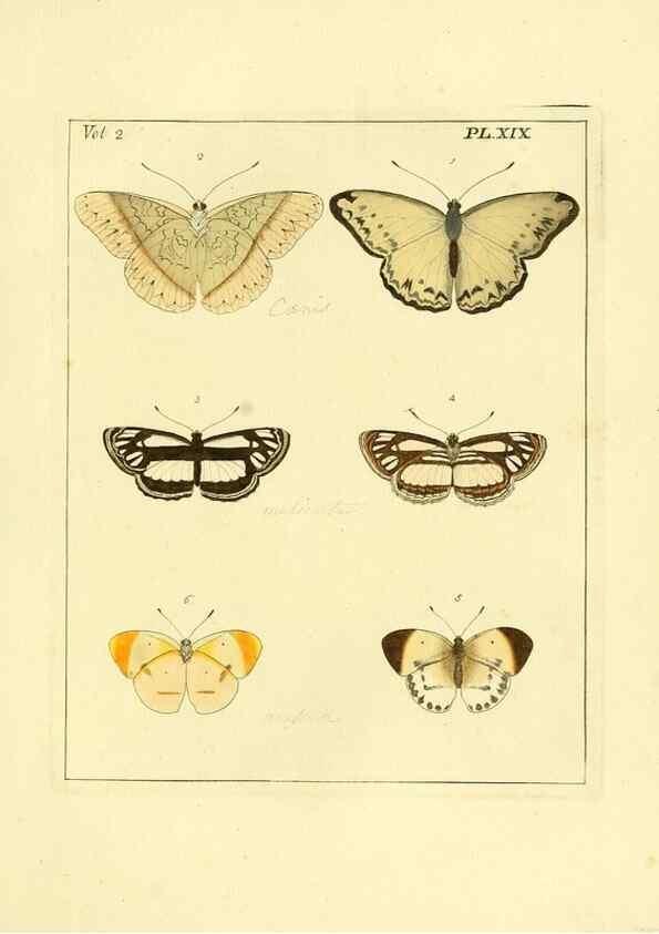 Reproducción/Reproduction 35537316294: Illustrations of natural history.. London,Printed for the author and sold by B. White,1770-82.