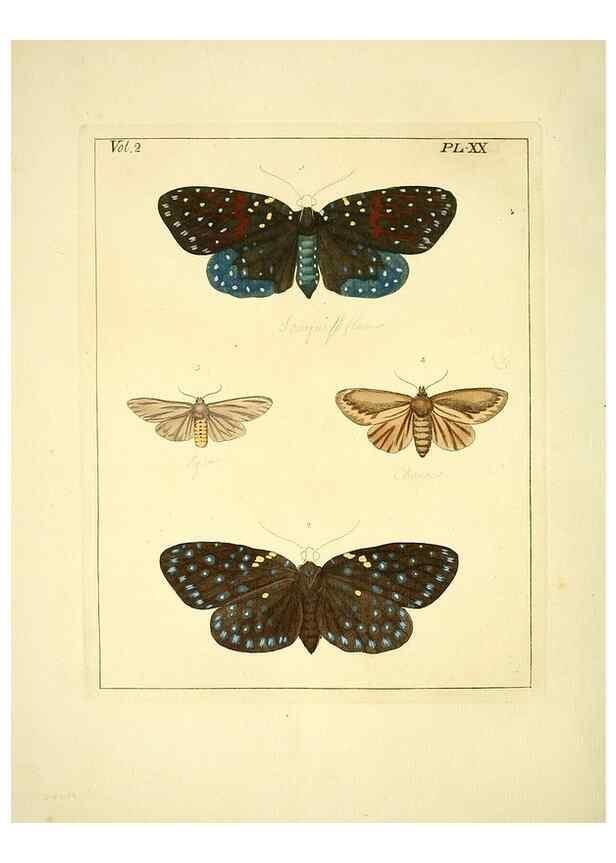 Reproducción/Reproduction 35537317554: Illustrations of natural history.. London,Printed for the author and sold by B. White,1770-82.