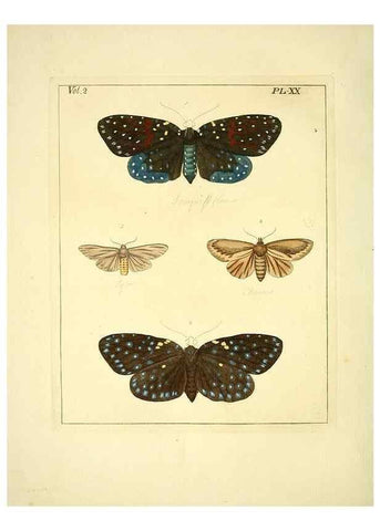 Reproducción/Reproduction 35537317554: Illustrations of natural history.. London,Printed for the author and sold by B. White,1770-82.