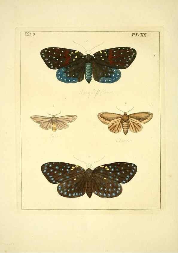 Reproducción/Reproduction 35537317554: Illustrations of natural history.. London,Printed for the author and sold by B. White,1770-82.