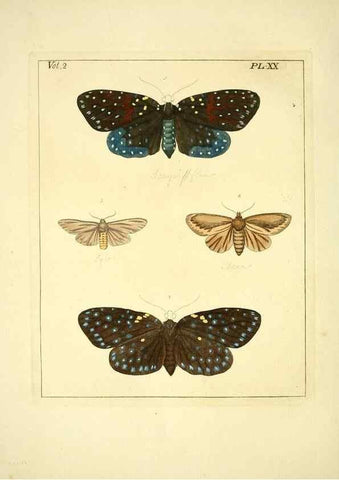 Reproducción/Reproduction 35537317554: Illustrations of natural history.. London,Printed for the author and sold by B. White,1770-82.