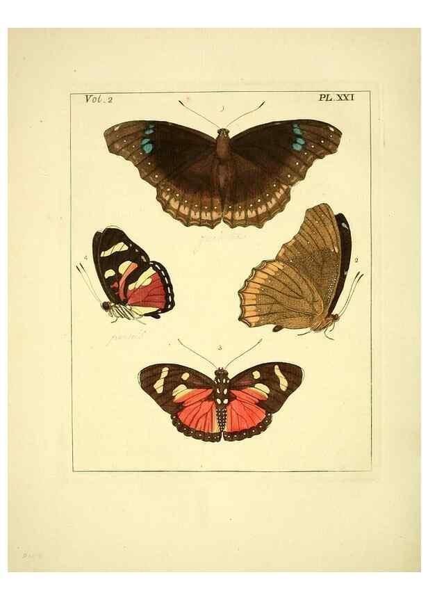 Reproducción/Reproduction 35537318724: Illustrations of natural history.. London,Printed for the author and sold by B. White,1770-82.