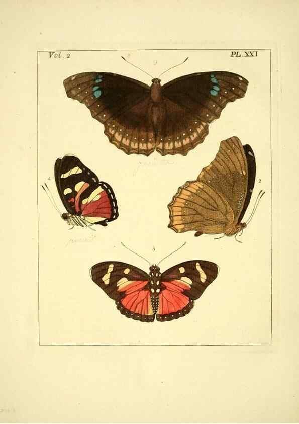 Reproducción/Reproduction 35537318724: Illustrations of natural history.. London,Printed for the author and sold by B. White,1770-82.