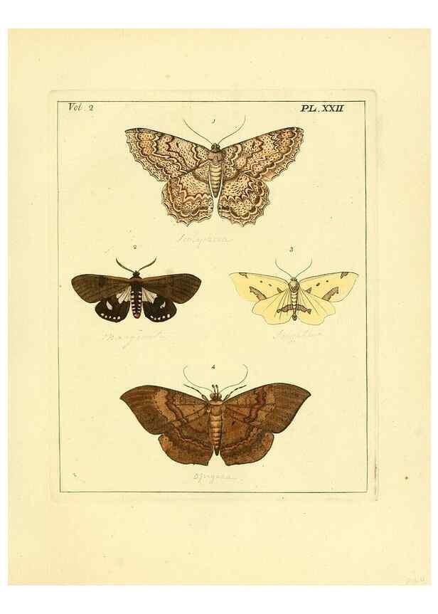 Reproducción/Reproduction 35537320024: Illustrations of natural history.. London,Printed for the author and sold by B. White,1770-82.