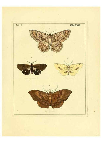 Reproducción/Reproduction 35537320024: Illustrations of natural history.. London,Printed for the author and sold by B. White,1770-82.