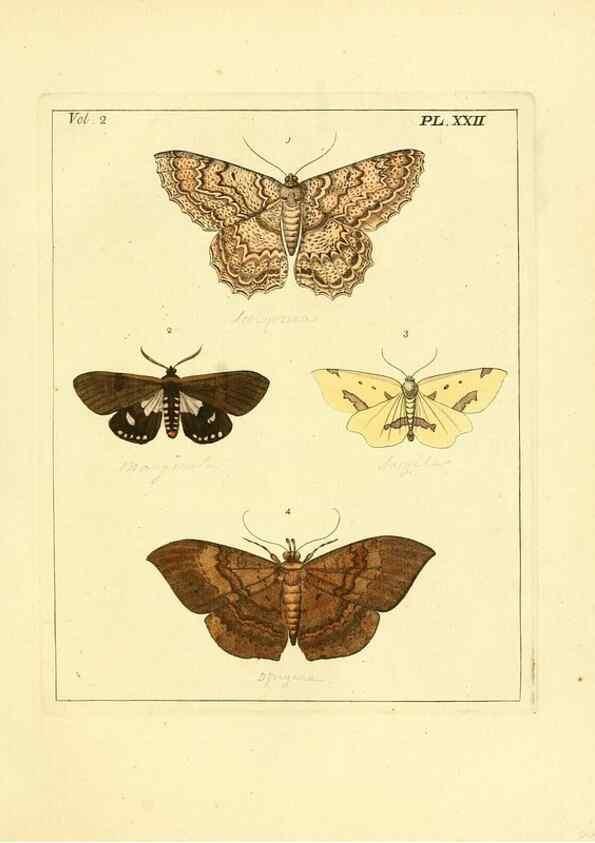 Reproducción/Reproduction 35537320024: Illustrations of natural history.. London,Printed for the author and sold by B. White,1770-82.