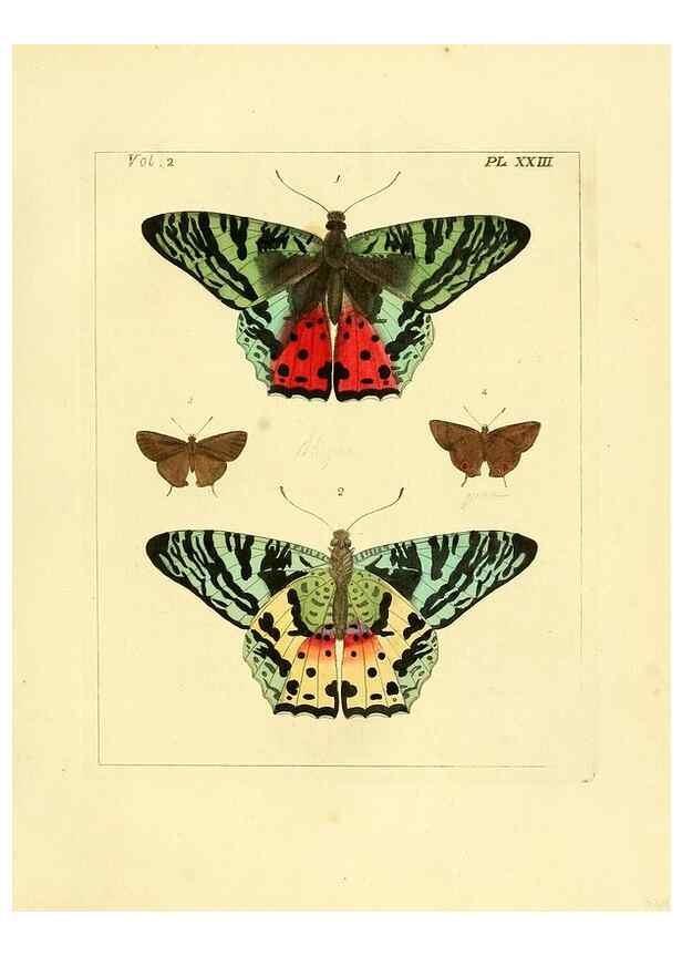 Reproducción/Reproduction 35537321524: Illustrations of natural history.. London,Printed for the author and sold by B. White,1770-82.