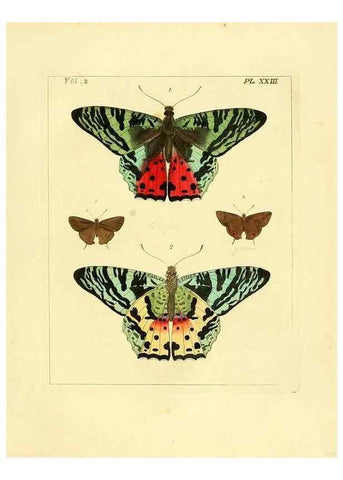 Reproducción/Reproduction 35537321524: Illustrations of natural history.. London,Printed for the author and sold by B. White,1770-82.